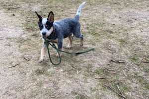 En kijk mij nou, ik kan mij zelf uitlaten