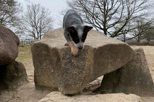 Die hunebed, geen enkel probleem. Daar kan je mooi op klimmen en klauteren!