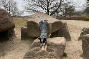 Die hunebed, geen enkel probleem. Daar kan je mooi op klimmen en klauteren!