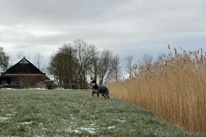 Zoals je ziet, bij ons in Kantens ligt helemaal geen sneeuw. Beetje jammer wel. Ik vind sneeuw juist hartstikke leuk. Gelukkig had ik in Duitsland al heel sneeuw gezien. 