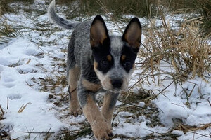  projecten leeuwarden. Zoals je ziet ligt daar iets meer sneeuw dan bij ons in Kantens. 