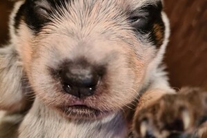 Ogen zijn al een beetje open